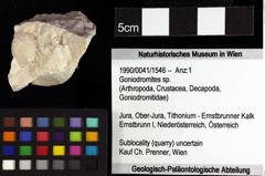 Foto (Objket + Etiketten) von Goniodromites bidentatus (Reuss, 1859) 